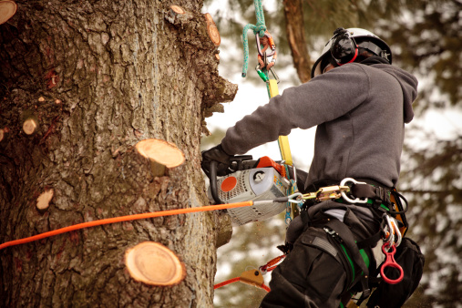 arborist avalon